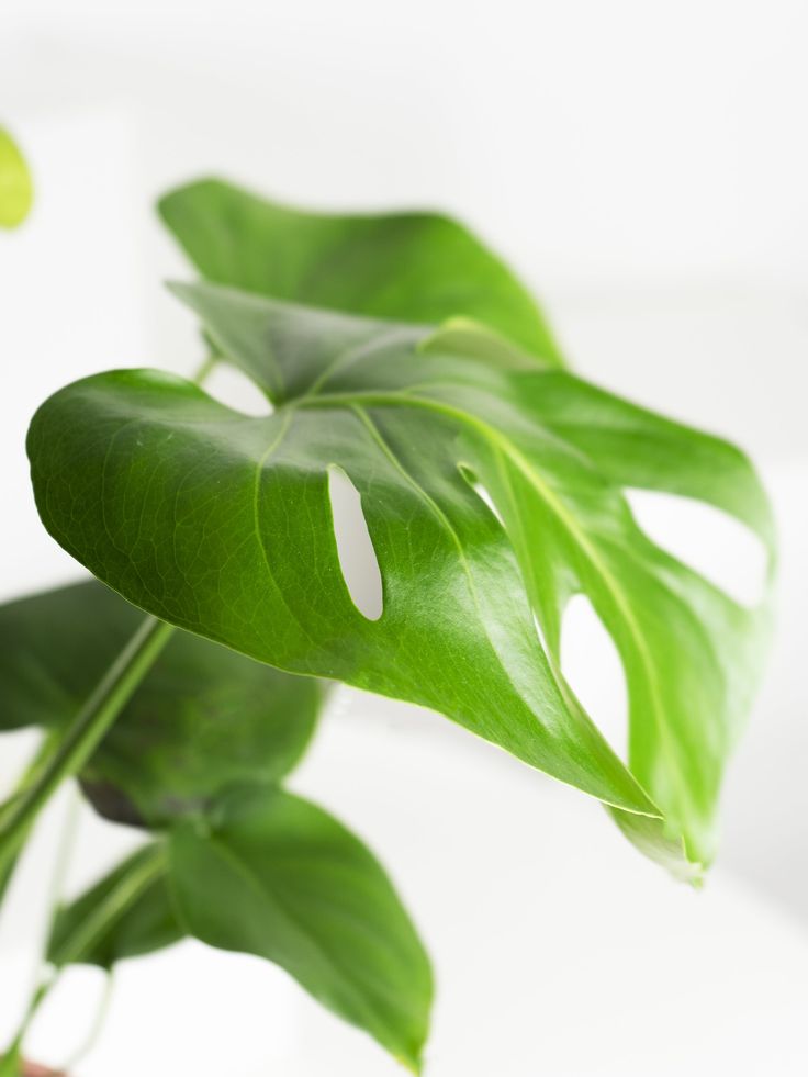 costilla-de-adan-monstera-planta-interior