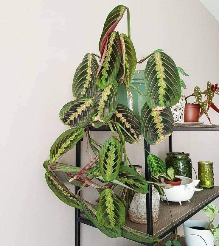 maranta-leuconeura-planta-interior-decoracion