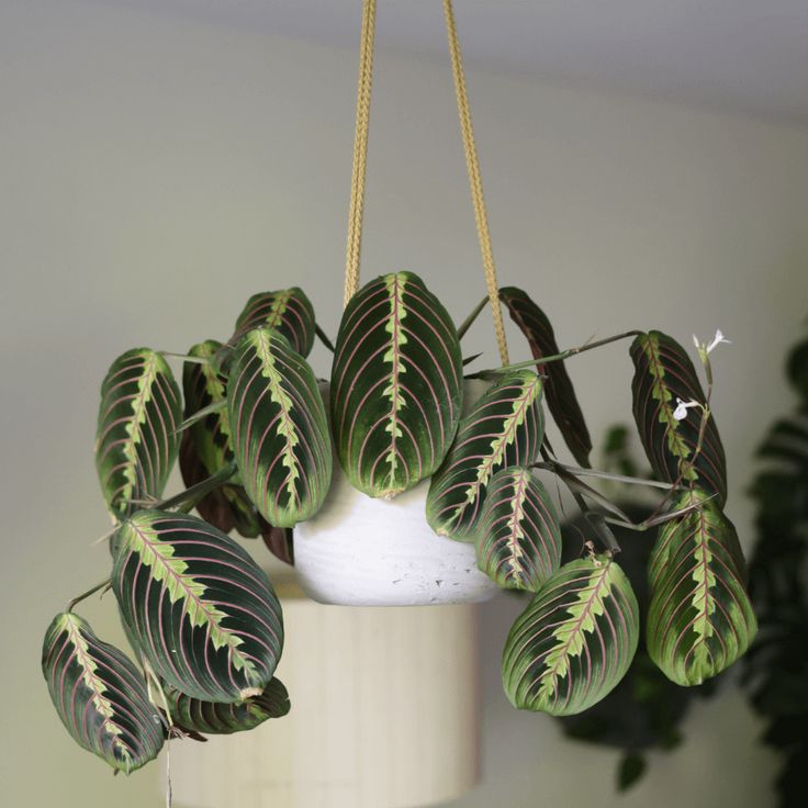 maranta-leuconeura-planta-interior-decoracion