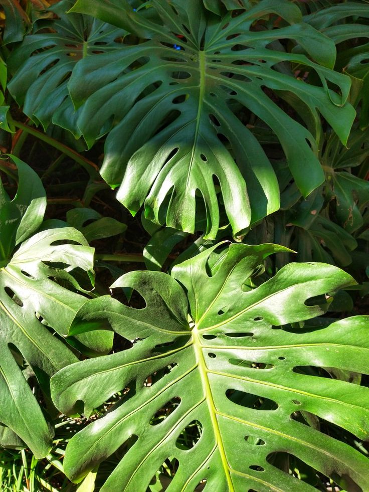 costilla-de-adan-monstera-planta-interior