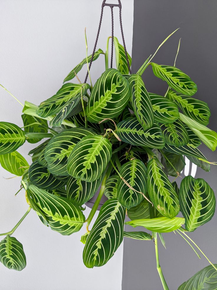 maranta-leuconeura-planta-interior-decoracion