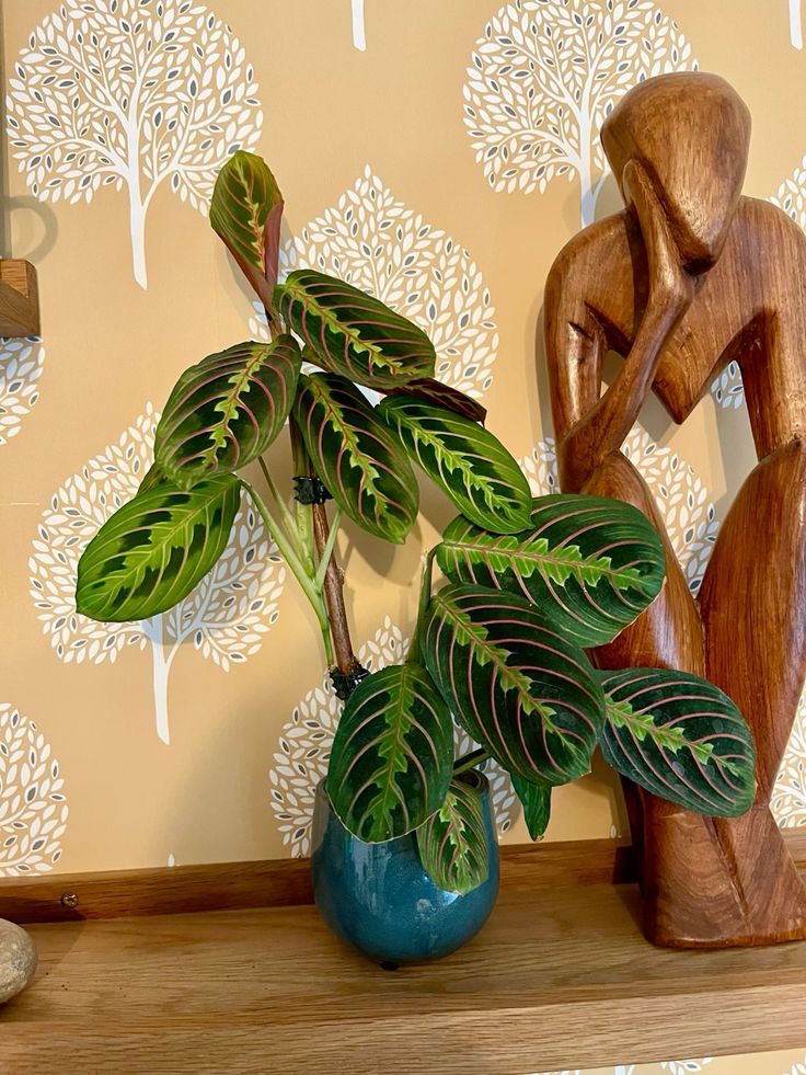 maranta-leuconeura-planta-interior-decoracion