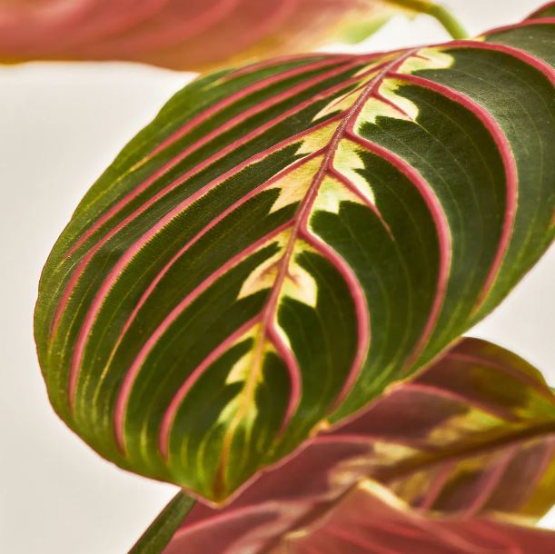 maranta-leuconeura-planta-interior-decoracion