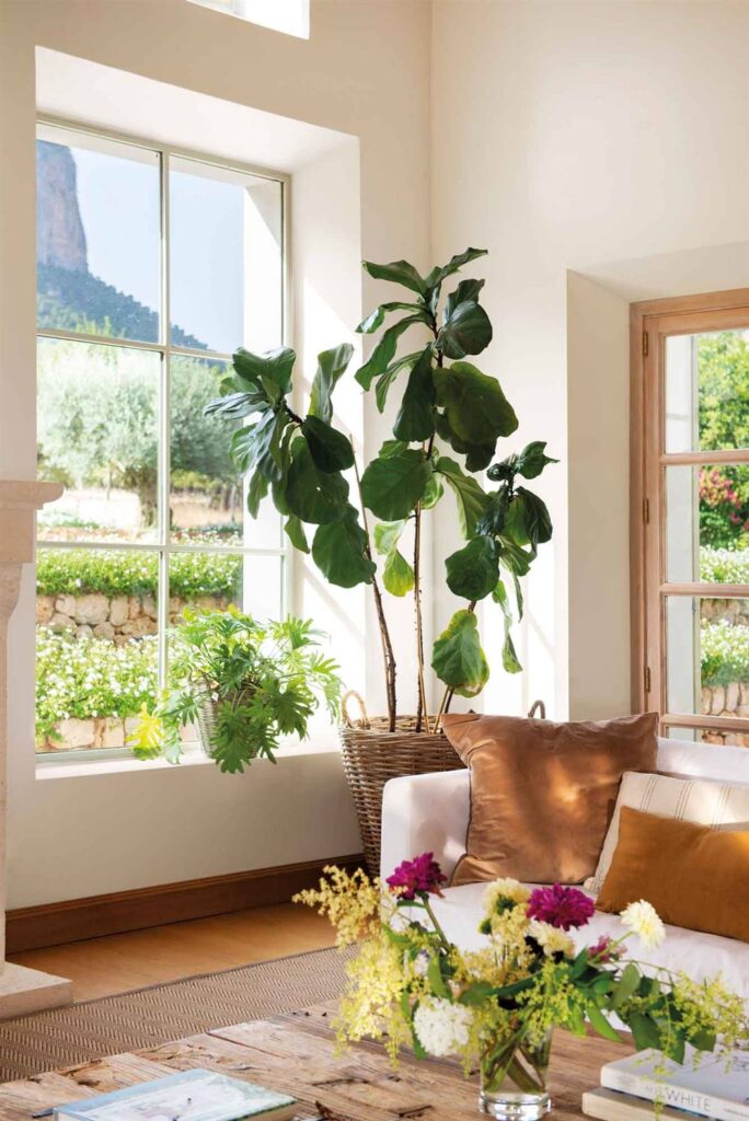 ficus-lyrata-planta-interior-decoracion-resistente