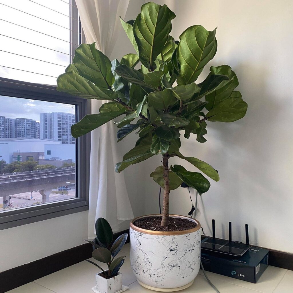 ficus-lyrata-planta-interior-decoracion-resistente