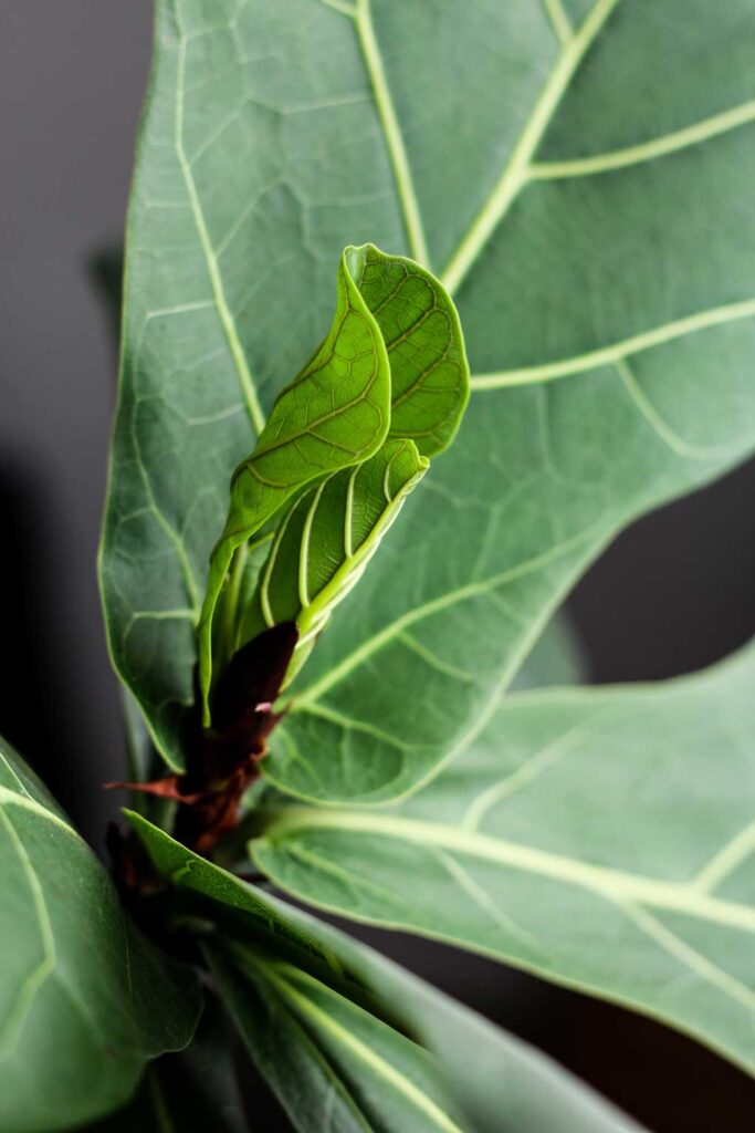 ficus-lyrata-planta-interior-decoracion