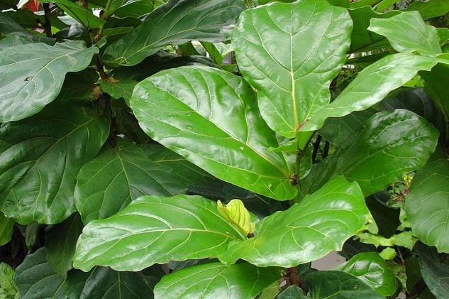 ficus-lyrata-planta-interior-decoracion