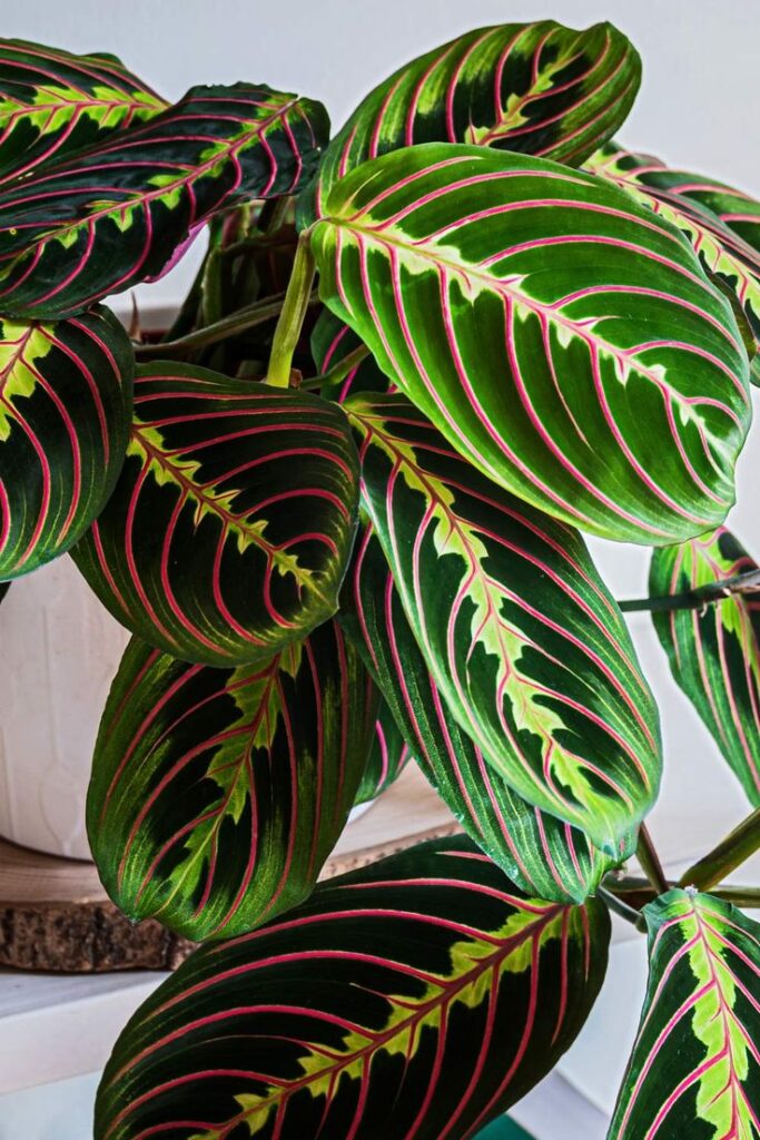 maranta-leuconeura-planta-interior-decoracion