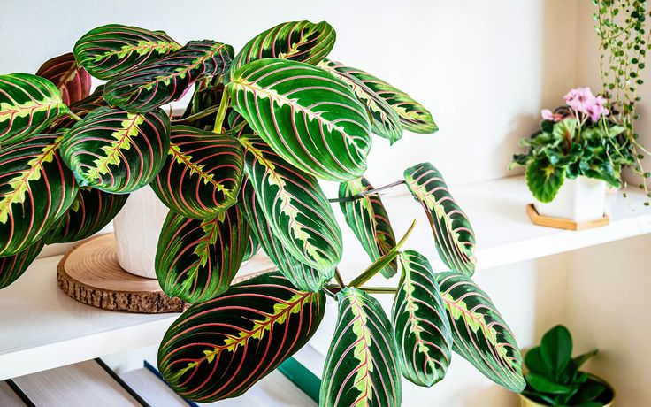 maranta-leuconeura-planta-interior-decoracion