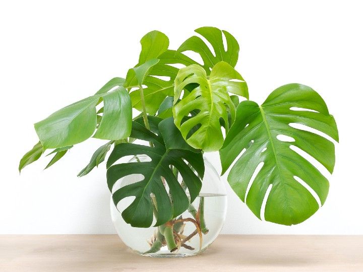 decorar-con-plantas-de-interior-costilla-de-adan