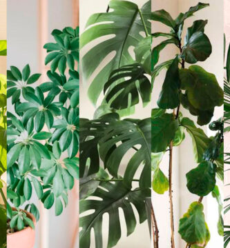 5-plantas-de-interior-resistentes-facil-cuidado