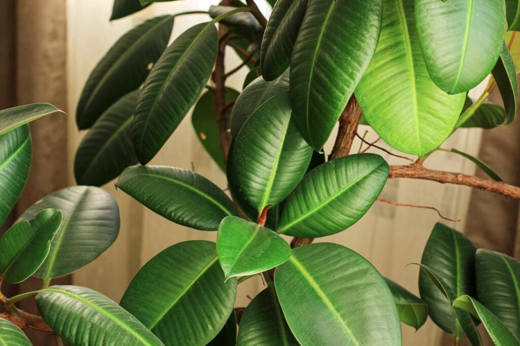 ficus-robusta-planta-interior-decoracion-resistente