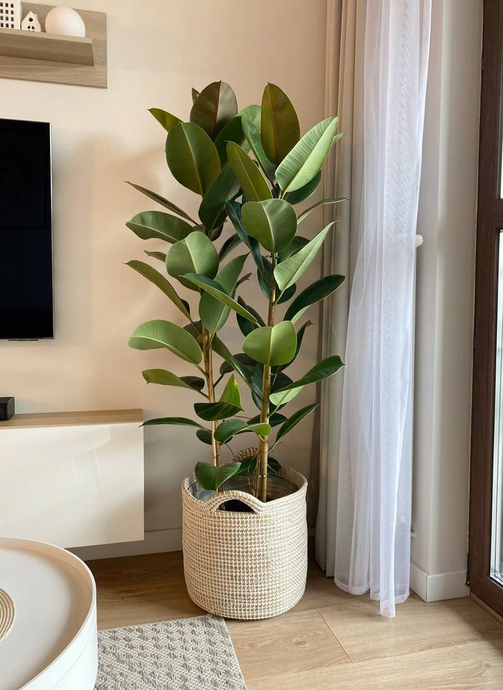 ficus-robusta-planta-interior-decoracion-resistente