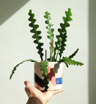 cactus-zig-zag-planta-interior-resistente