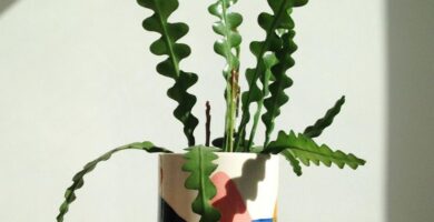 cactus-zig-zag-planta-interior-resistente