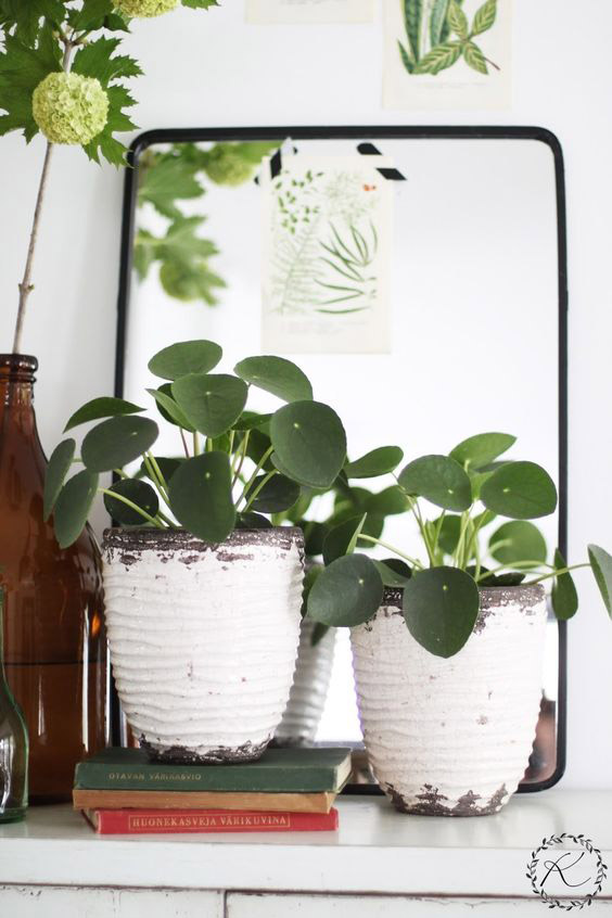 pilea-peperomioides-planta-china-del-dinero