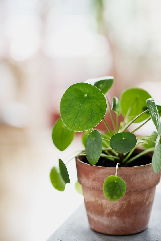 pilea-peperomioides-planta-china-del-dinero