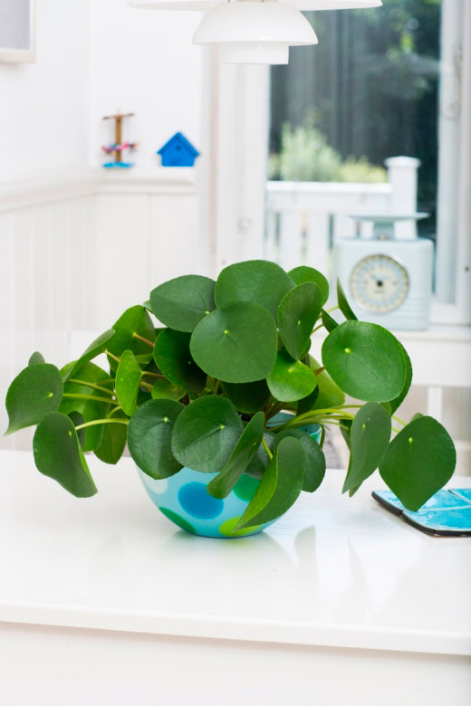 pilea-peperomioides-planta-china-del-dinero