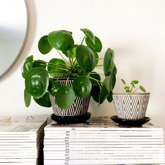 pilea-peperomioides-planta-china-del-dinero