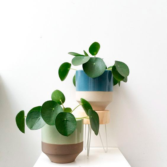 pilea-peperomioides-planta-china-del-dinero