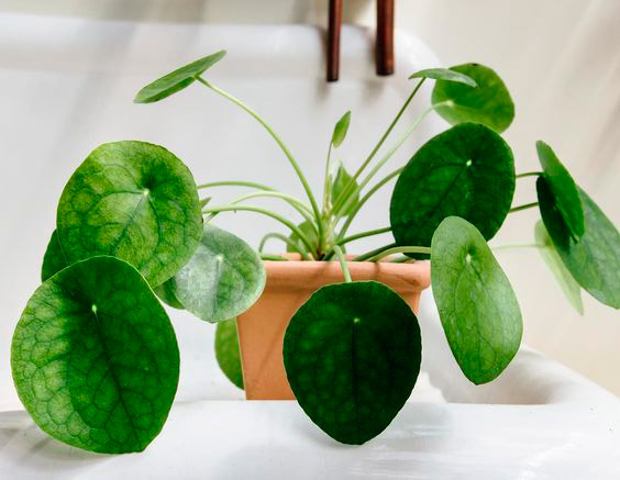 pilea-peperomioides-planta-china-del-dinero