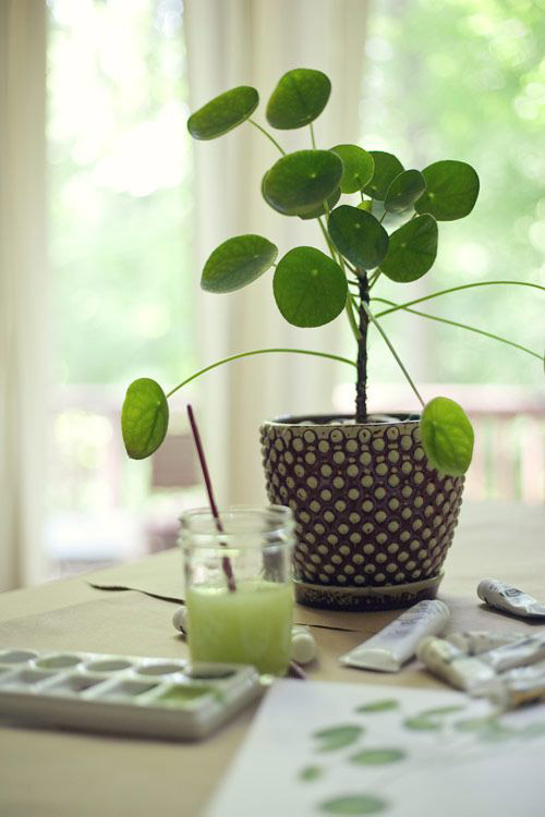 pilea-peperomioides-planta-china-del-dinero