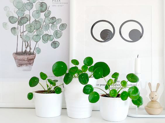 pilea-peperomioides-planta-china-del-dinero