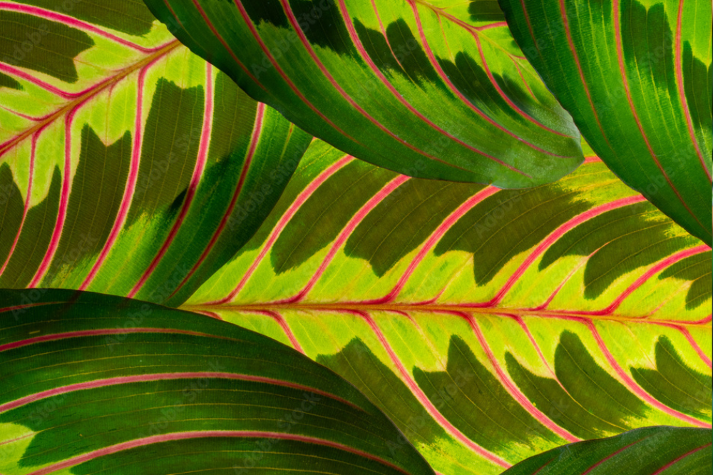 maranta-leuconeura-planta-interior-decoracion