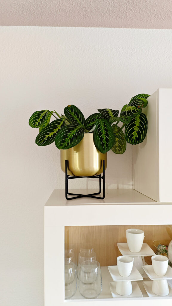 decorar-con-plantas-de-interior-maranta-leuconeura