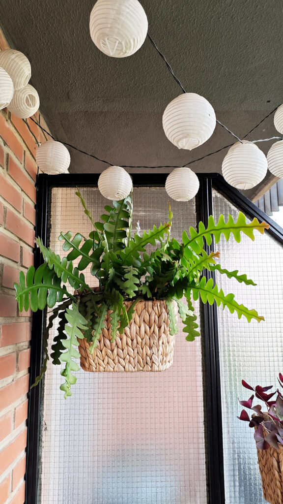 decorar-con-plantas-de-interior-cactus-zigzag-espina-de-pez
