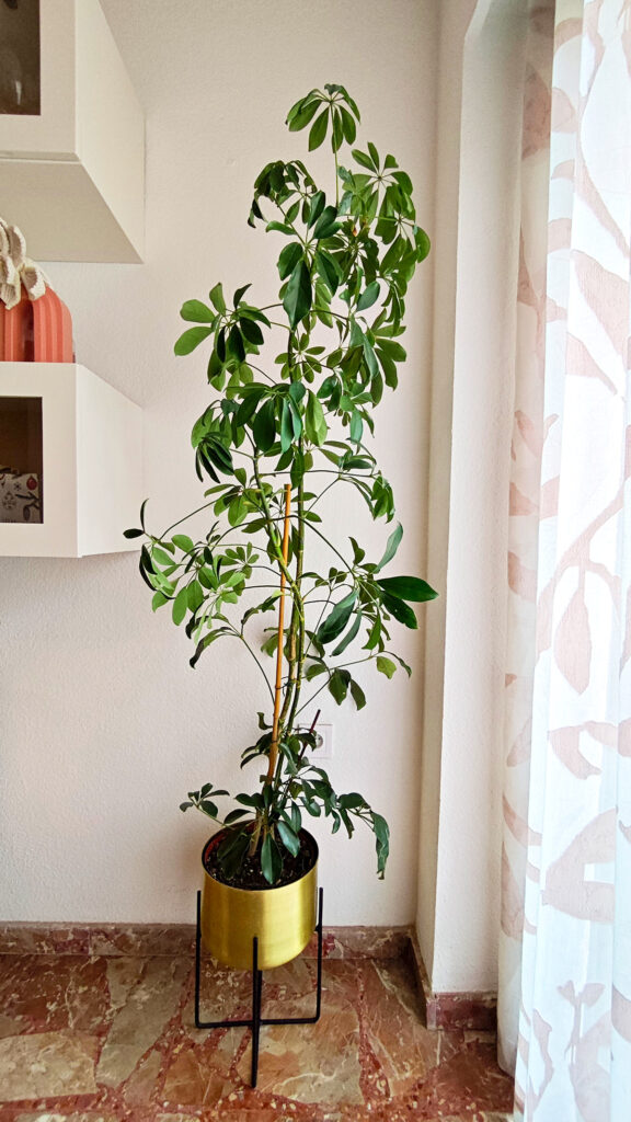 decorar-con-plantas-de-interior-cheflera